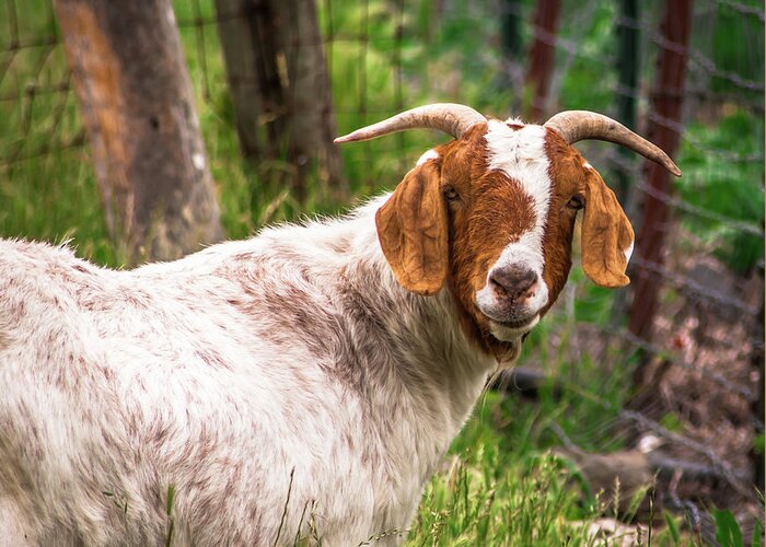 Goat Greeting Card featuring the photograph Nubian Goat Profile Sonoma County by Blake Webster