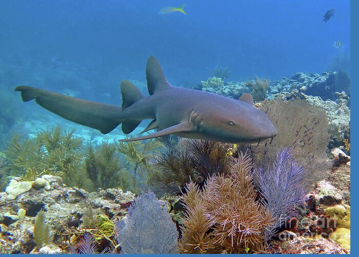 Underwater Greeting Card featuring the photograph Nurse Shark 5 by Daryl Duda