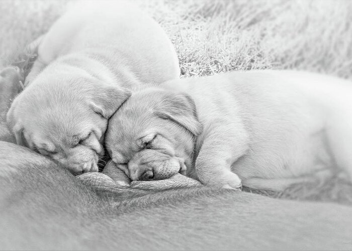 Puppy Greeting Card featuring the photograph Nursing Labrador Retriever Puppies Black and White by Jennie Marie Schell