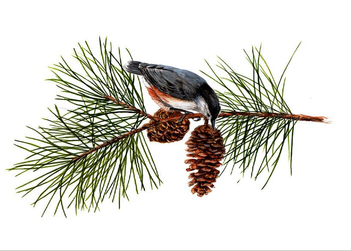 Nuthatch On Pine Greeting Card featuring the painting Nuthatch 1 by Jessie Vaughn