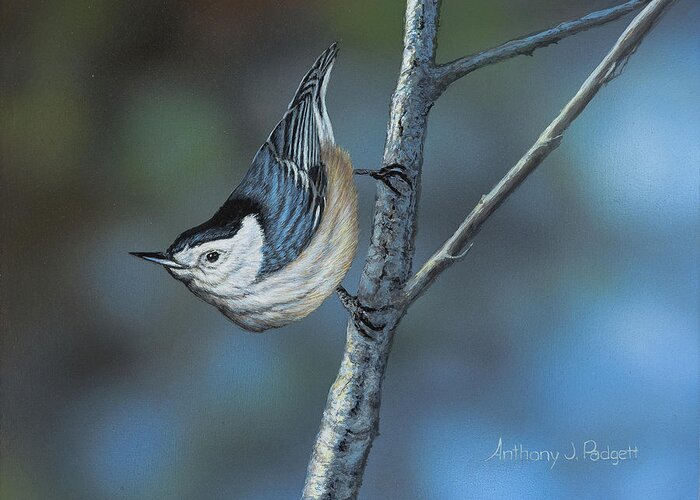 Nuthatch Greeting Card featuring the painting Nuthatch by Anthony J Padgett