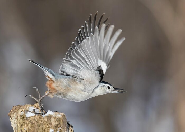 Nuthatch Greeting Card featuring the photograph Nuthatch in Action by Mircea Costina Photography