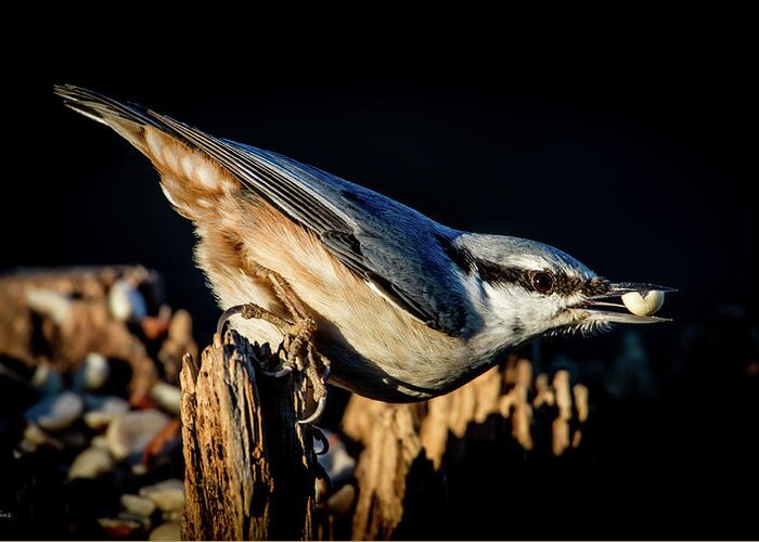 Nuthatch's Nut Greeting Card featuring the photograph Nuthatch with a nut in the beak by Torbjorn Swenelius