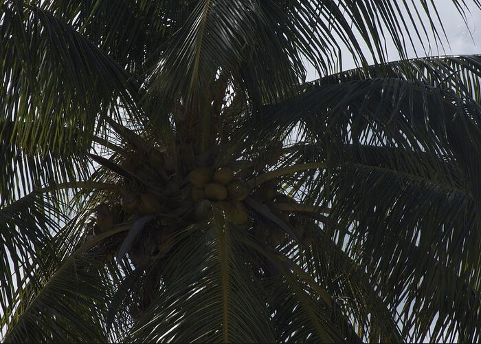 Palms Greeting Card featuring the photograph Nuts over Coconuts by Bonnes Eyes Fine Art Photography