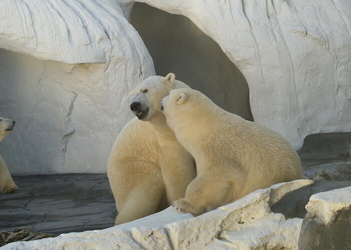 Polar Bear Animal Greeting Card featuring the photograph Nuzzle by Harold Piskiel