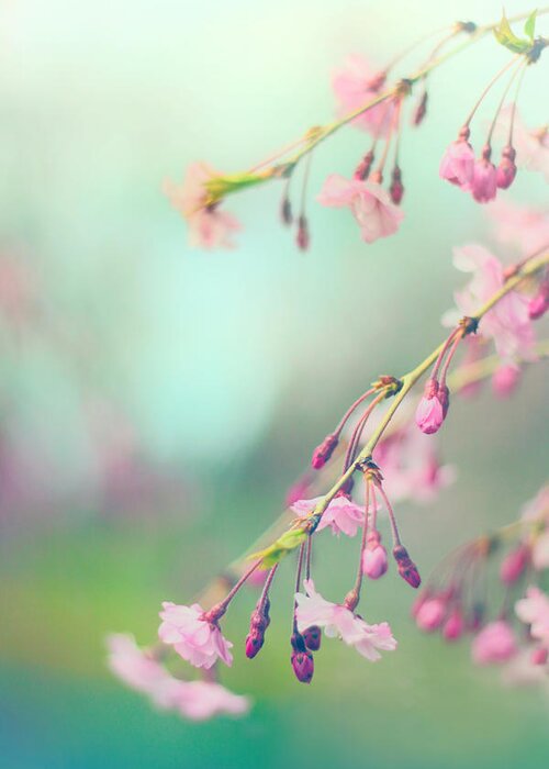 Cherry Blossom Greeting Card featuring the photograph Blossom Breeze by Jessica Jenney