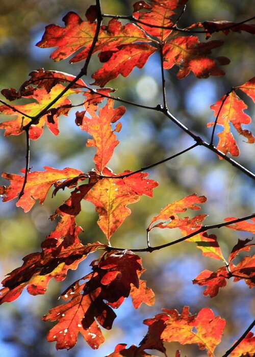 Fall Greeting Card featuring the photograph Oak Leaf Cluster by Rick Rauzi