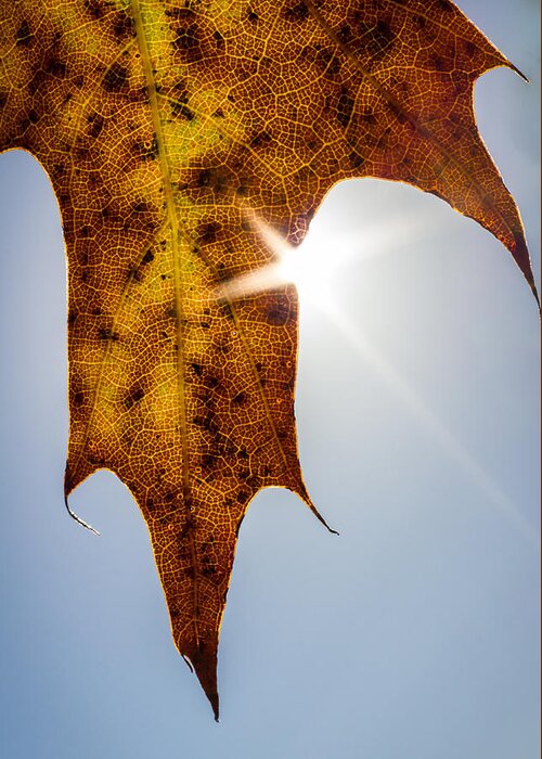 Oak Leaf Greeting Card featuring the photograph Oak Leaf by Penny Meyers