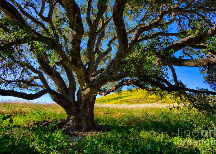 Oak Greeting Card featuring the photograph Oak Tree In The Spring by Mimi Ditchie