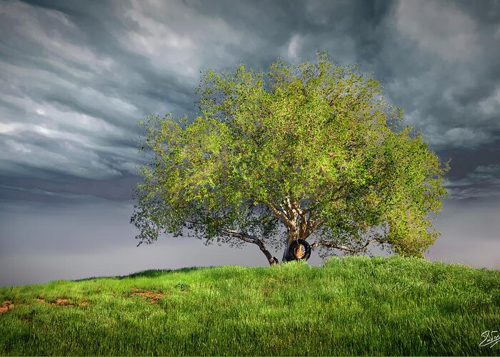 Oak Tree Greeting Card featuring the photograph Oak Tree With Tire Swing by Endre Balogh
