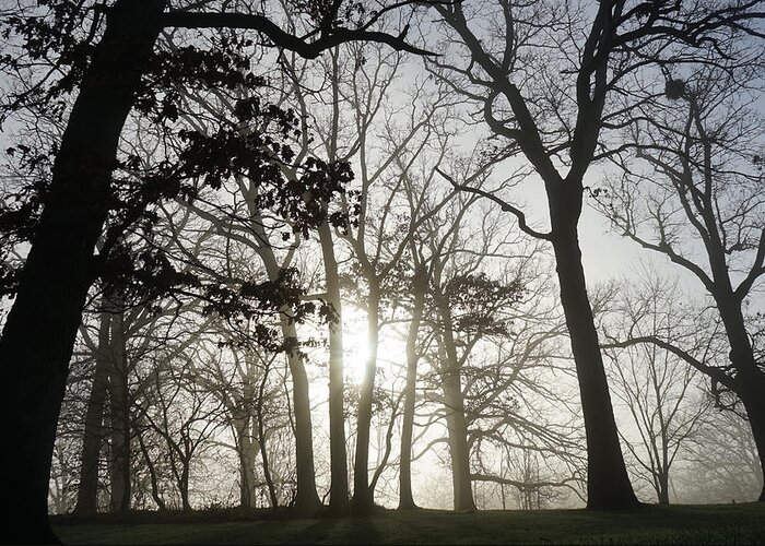 Fog Greeting Card featuring the photograph Oaks in Silhouette by Brooke Bowdren