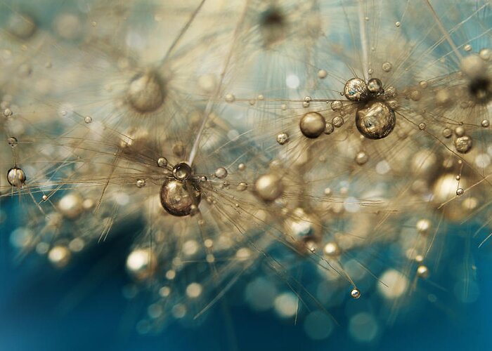 Dandelion Greeting Card featuring the photograph Ocean Deep Dandy Drops by Sharon Johnstone