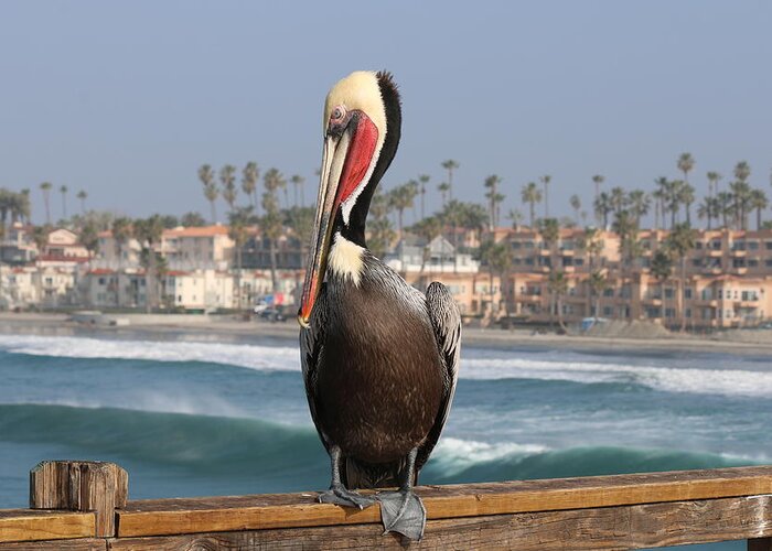 Brown Pelican Greeting Card featuring the photograph Oceanside Pelican by Christy Pooschke