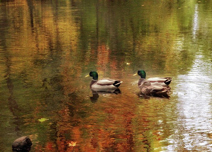 Ducks Greeting Card featuring the photograph October Swim by Jessica Jenney