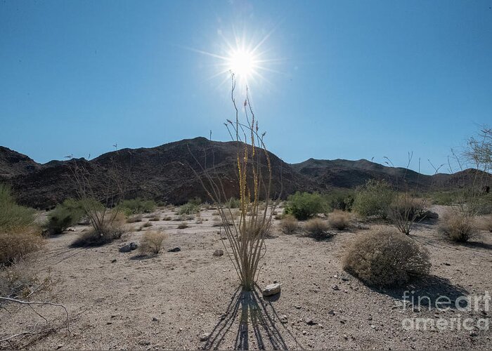 Ocotillo Greeting Card featuring the photograph Ocotillo Glow by Robert Loe