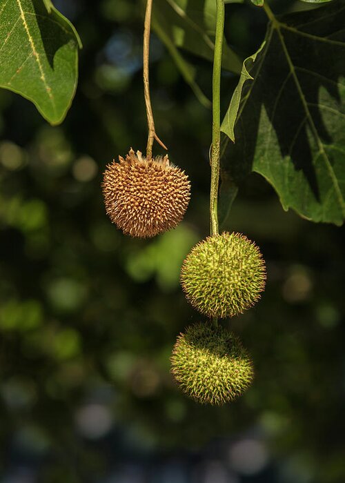 Sycamore Balls Greeting Card featuring the photograph Odd Ball Out by Michael McKenney