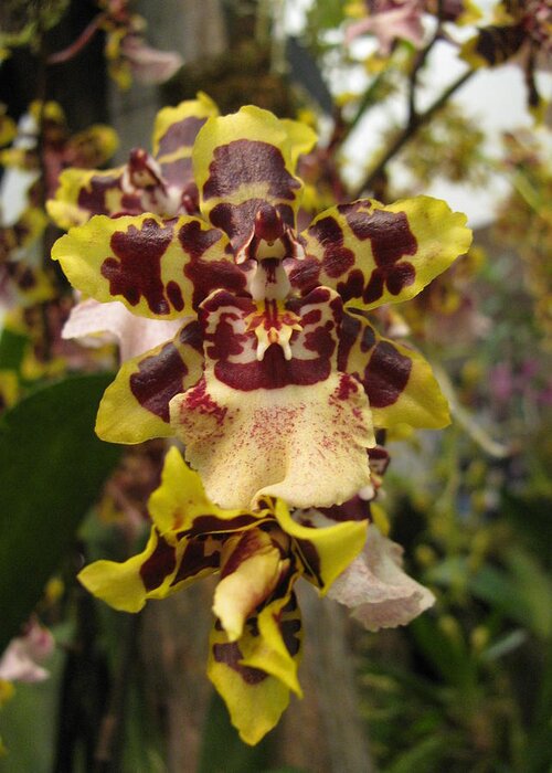 Odontoglossum Greeting Card featuring the photograph Odontoglossum Orchid by Alfred Ng