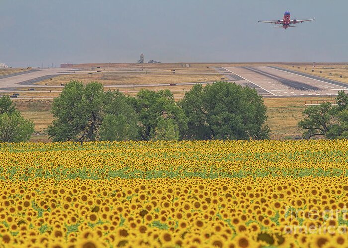 Sunflower Fields Greeting Card featuring the photograph O'er Fields of Gold by Jim Garrison