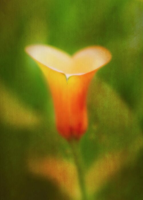 Calla Lily Greeting Card featuring the photograph Offering. by Usha Peddamatham