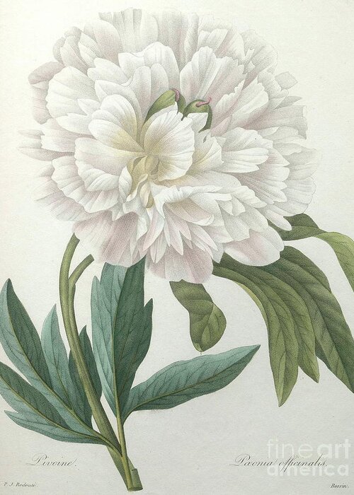 White Greeting Card featuring the painting Official Peony by Pierre Joseph Redoute