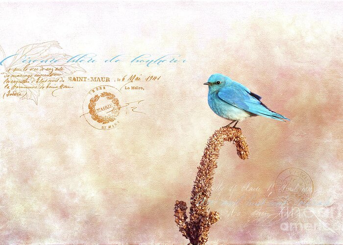 Beve Brown-clark Greeting Card featuring the photograph Oiseau bleu de bonheur by Beve Brown-Clark Photography