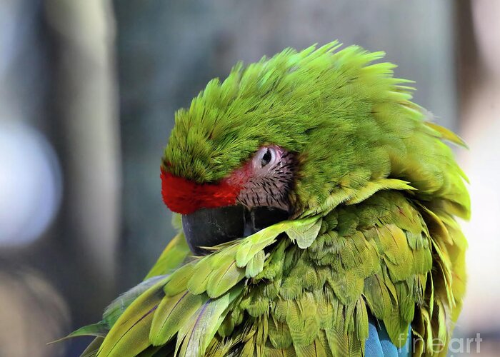 Great Green Macaw Greeting Card featuring the photograph OK Napping Please by Sandra Huston