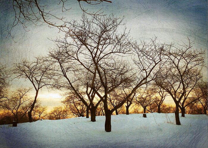 Old Cherry Orchard Greeting Card featuring the photograph Old Cherry Orchard by David T Wilkinson