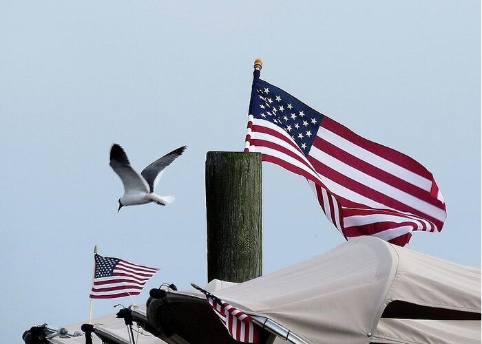 American Flag Greeting Card featuring the photograph Old Glory and Gull by Linda Stern