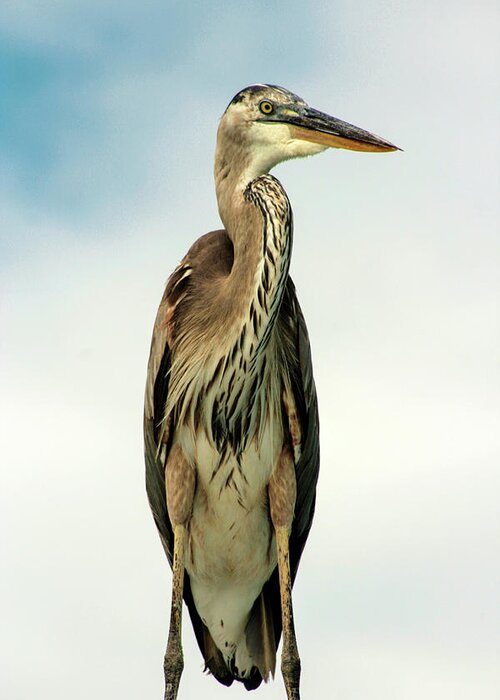 Photo For Sale Greeting Card featuring the photograph Old Man Heron by Robert Wilder Jr