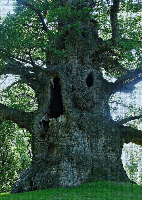 Tree Greeting Card featuring the photograph Old Man Tree by Digital Art Cafe