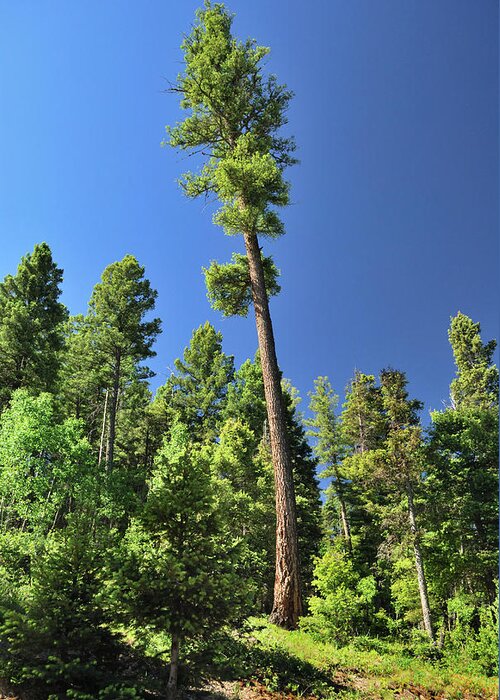 Trees Greeting Card featuring the photograph Old Ponderosa by Ron Cline