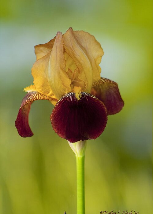 Burgundy Greeting Card featuring the photograph Old Timey Burgundy and Gold Iris by Kathy Clark
