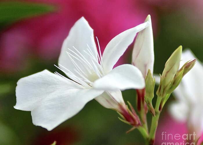 Oleander Greeting Card featuring the photograph Oleander Casablanca 2 by Wilhelm Hufnagl