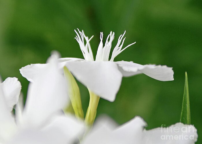 Oleander Greeting Card featuring the photograph Oleander Ed Barr 1 by Wilhelm Hufnagl