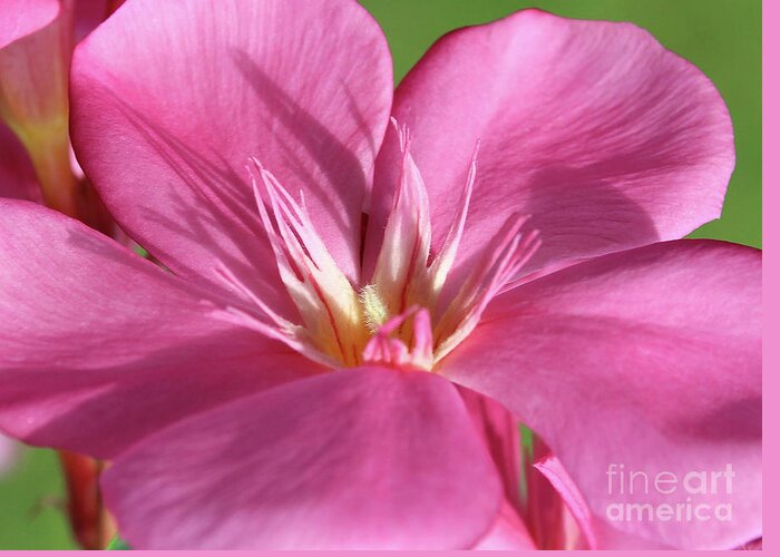 Oleander Greeting Card featuring the photograph Oleander Maresciallo Graziani 3 by Wilhelm Hufnagl
