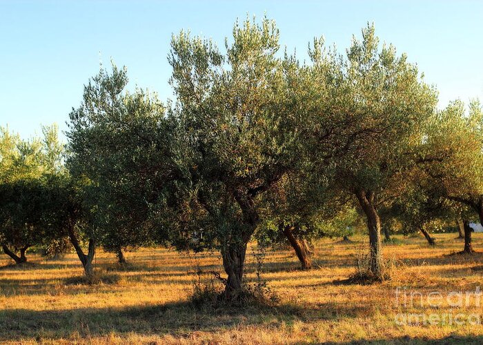 Symbol Greeting Card featuring the photograph Olive Grove by Angela Rath