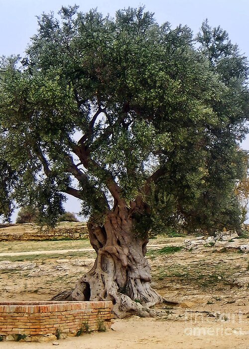 Olive Tree Greeting Card featuring the photograph Olive Tree Sicily by Lutz Baar