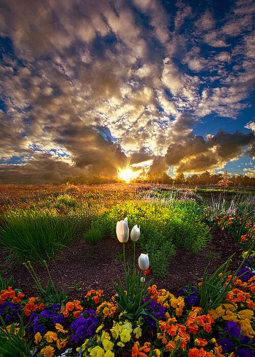 Tulips Greeting Card featuring the photograph On Earth as it is In Heaven by Phil Koch