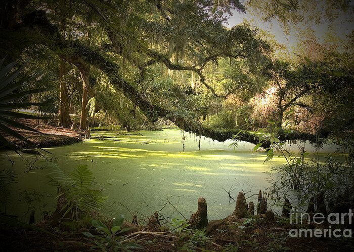 Swamp Greeting Card featuring the photograph On Swamp's Edge by Scott Pellegrin