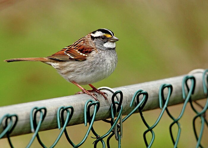 White Throated Sparrow Greeting Card featuring the photograph On The Fence by Debbie Oppermann