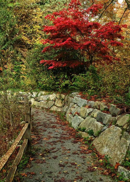 Path Greeting Card featuring the photograph On The Path by Connie Handscomb