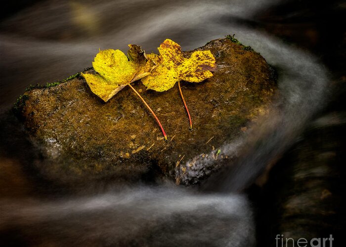 Autumn Greeting Card featuring the photograph On The Rocks by Adrian Evans