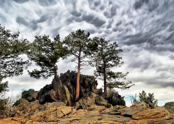 Nature Greeting Card featuring the photograph On The Rocks by Ann Powell