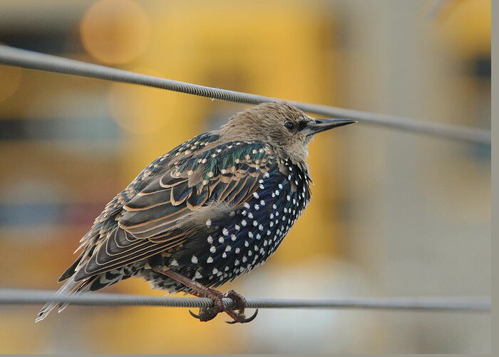 Starling Greeting Card featuring the photograph On The Ropes 2 by Fraida Gutovich