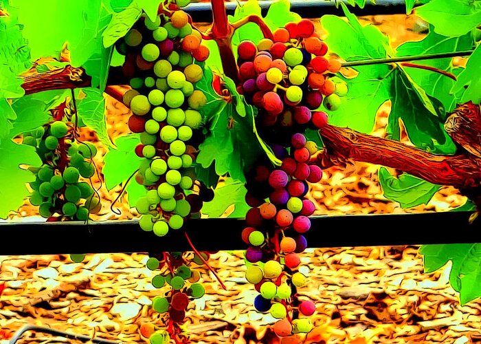 Vineyard Greeting Card featuring the photograph On the Vine by Douglas Coiner
