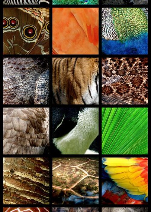 Animal Greeting Card featuring the photograph One Day at the Zoo by Michelle Calkins
