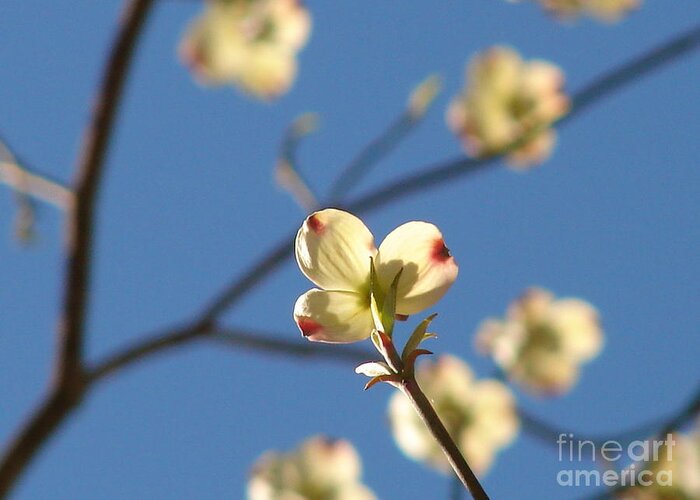 Dogwood Greeting Card featuring the photograph One Dogwood Blooms by Laura Brightwood