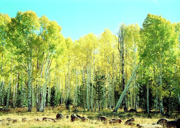 Aspen Greeting Card featuring the photograph One Drunk Tree by Richard Henne