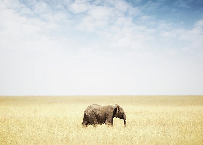 Elephant Greeting Card featuring the photograph One Elephant Walking in Grass in Africa by Good Focused