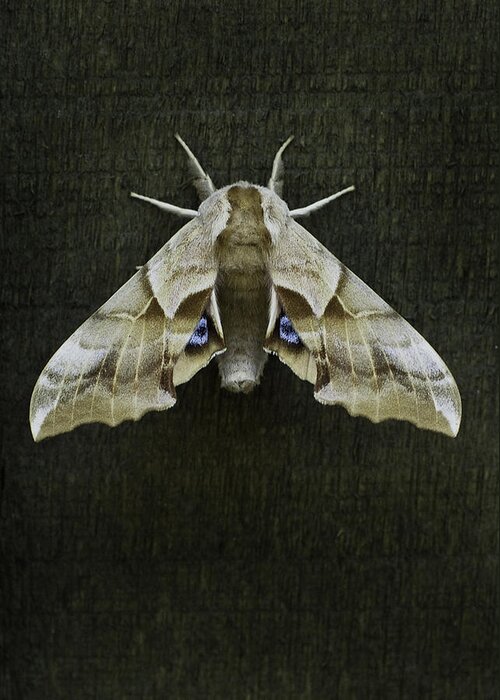 Moth Greeting Card featuring the photograph One eyed sphinx moth by Herman Robert